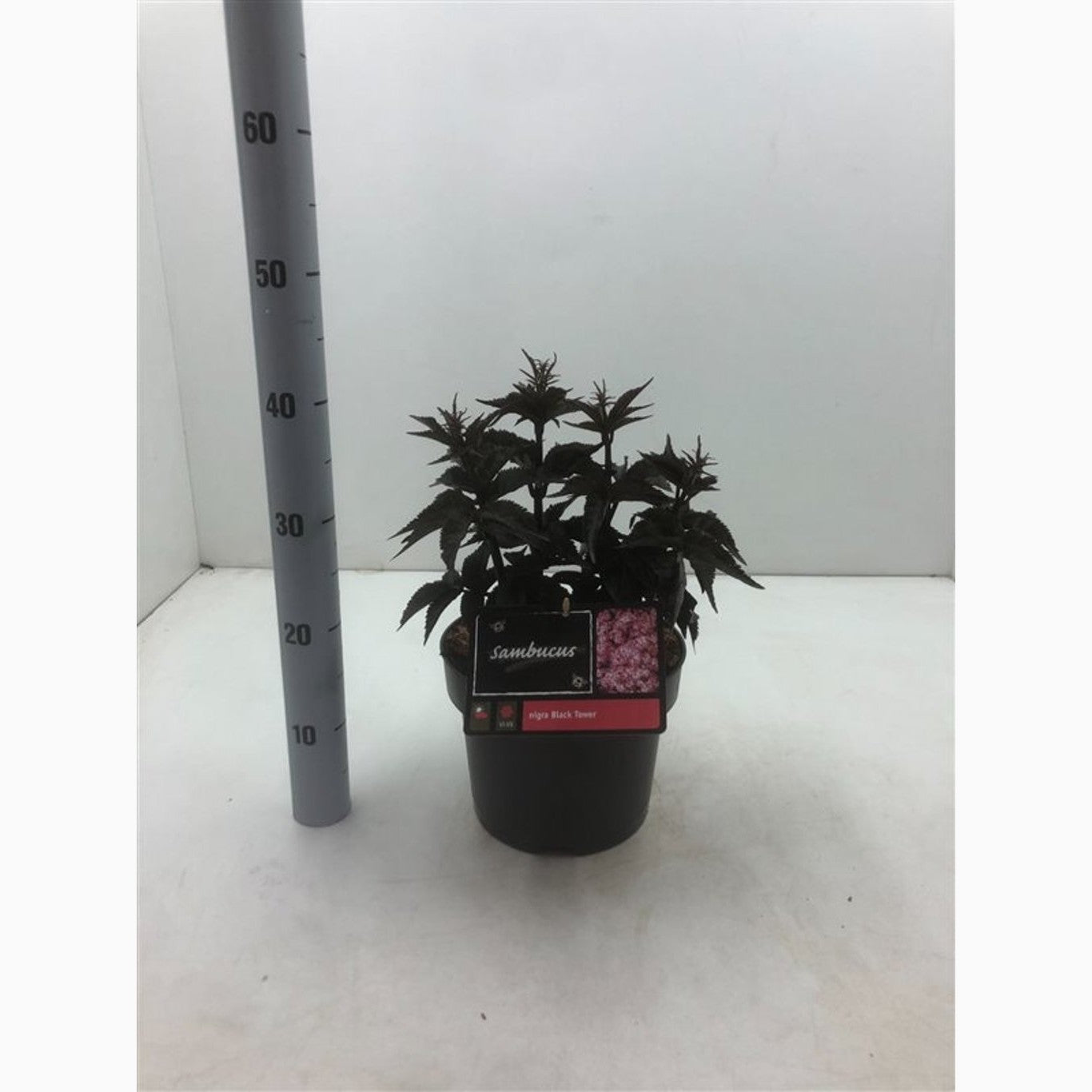 Fläder – Sambucus nigra 'Black Tower'® - C5